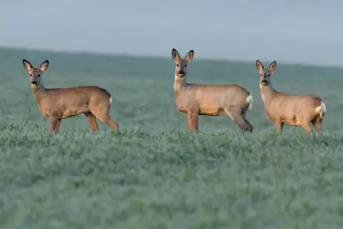 Rehe sind im Forstrevier in Kusel häufig anzutreffen. Das kann Probleme mit sich bringen. 