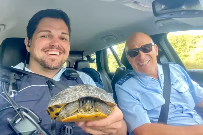 Polizisten retten Schildkröte von Autobahn