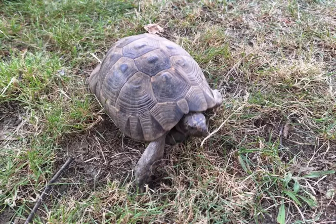 Die gerettete Schildkröte ist jetzt im Tierheim.
