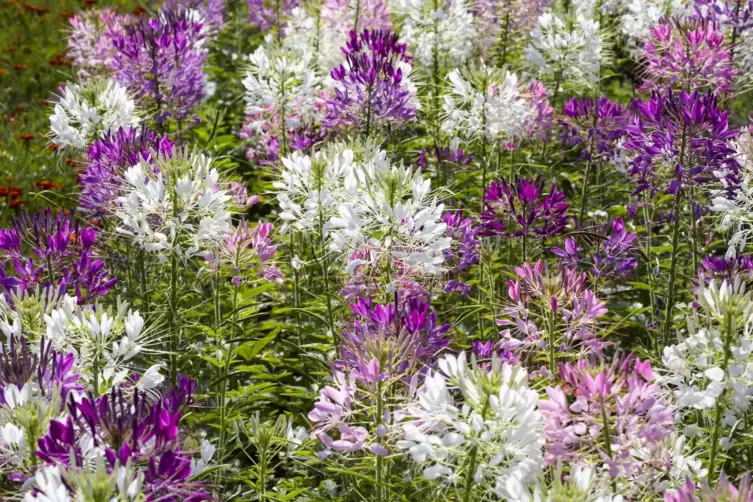 Herangewachsen zu großen Büschen, stehen Spinnenblumen im Mittelpunkt von Sommerbeeten. 