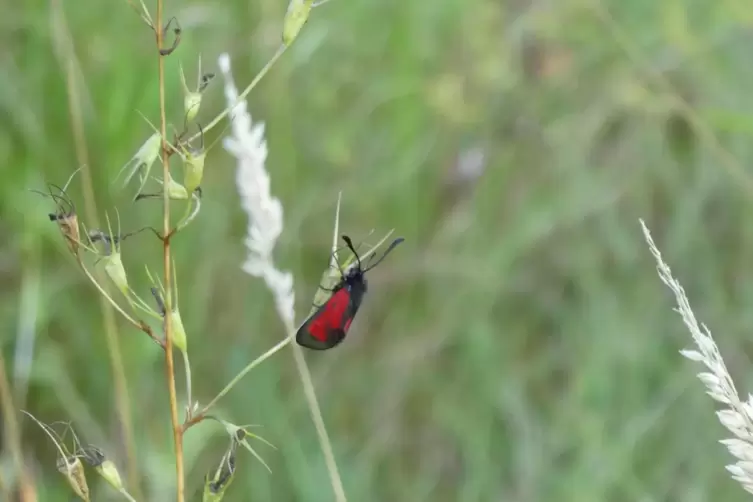 Seltene Schmetterlinge wie das Thymian-Widderchen haben sich auf dem Gelände angesiedelt. 