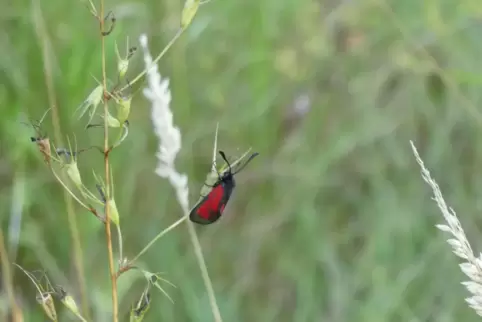 Seltene Schmetterlinge wie das Thymian-Widderchen haben sich auf dem Gelände angesiedelt. 