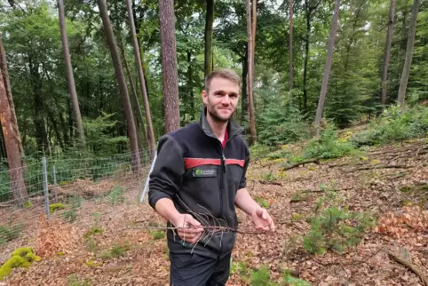 Revierleiter Fabian Keck zeigt einen abgestorbenen Zweig der Atlaszeder. Viele der Bäumchen sterben derzeit.