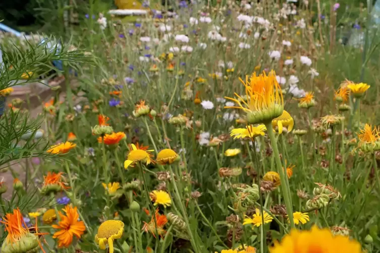 Es gibt auch eine Blumenwiese für die Bienen.