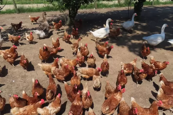 Für die Anzahl von Hühnern oder Gänsen, die innerorts gehalten werden dürfen, gibt es Grenzen.
