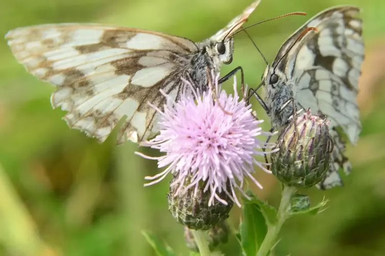 Zwei Schachbrettfalter. Beim Mähen von Grünflächen werden 60 bis knapp 90 Prozent aller Insekten getötet. 