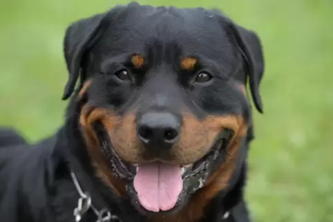 Rottweiler sind groß und stark. Im Leiningerland soll so ein Hund einen kleinen Kläffer schwer verletzt haben. 