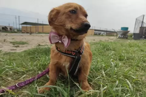 Ein Hund aus dem Schutzhof Balint, der als Pflegehund in Rodalben aufgenommen wurde. 