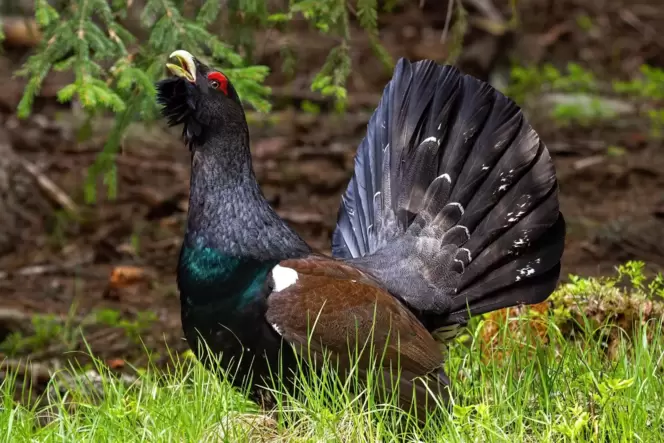 Mit dem Auerhahn hat der Pfälzerwald ein prächtiges Federvieh verloren.