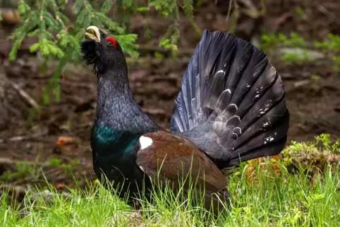 Mit dem Auerhahn hat der Pfälzerwald ein prächtiges Federvieh verloren. 