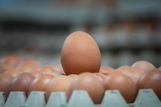 Neues Verfahren weist Biohaltung der Henne mit dem Ei nach