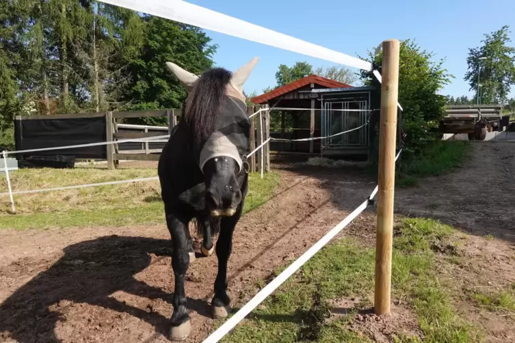 Dieses Pferd in Carlsberg muss mit seinen Artgenossen in der prallen Sonne oder im Regen stehen: Es darf nicht in den offenen Un