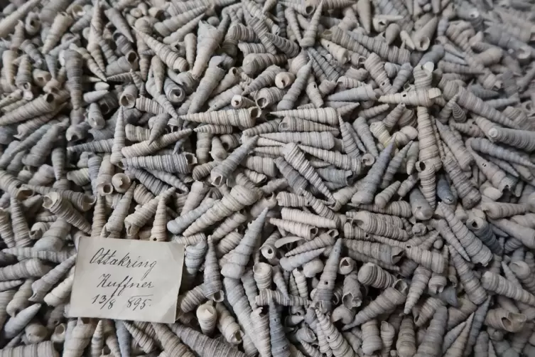 Eine Lade mit Hunderten Schalen von Turmschnecken aus Ottakring im Naturhistorischen Museum Wien.