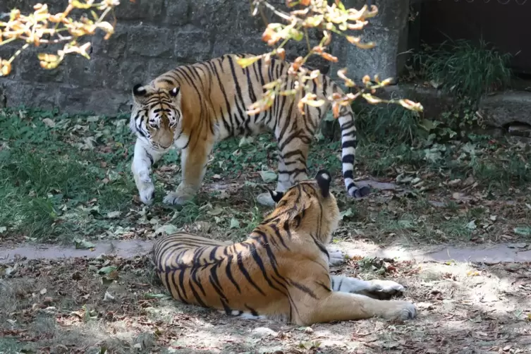 Igor und seine Schwester Ninoshka lebten seit 2010 im Landauer Zoo. 