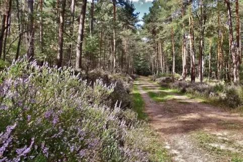 Im Spätsommer säumt blühendes Heidekraut viele Wege im Pfälzerwald.