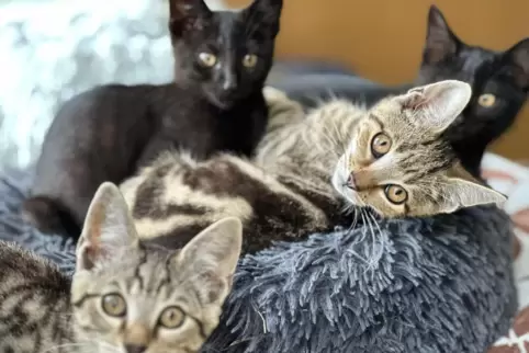 Fiete, Fritzi, Faruk und Fadi: Die vier Katzen suchen ein Zuhause. 