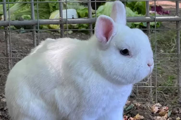 Das Kaninchen Bum Bum teilt sich ein großes Gehege mit weiteren Nagetieren. 