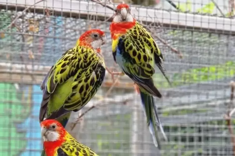 Im Frankenthaler Tierheim sind auch Vögel wie Nymphensittiche zu Hause.