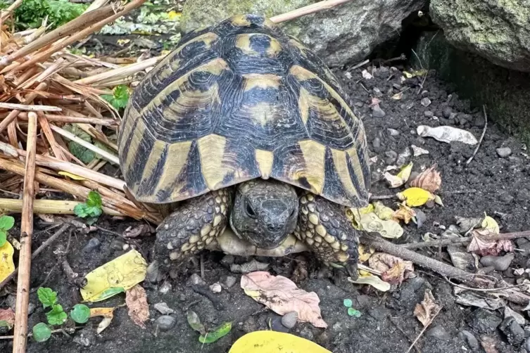 Schildkröte Hildegard ist im Garten unterwegs. 