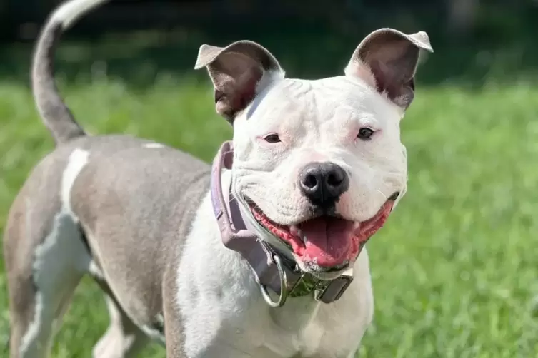 Rava, ein American Staffordshire Terrier, wurde am Strandbad gefunden. 