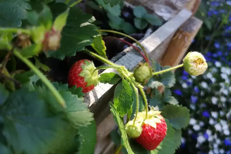 Auch fürs Dessert ist gesorgt: Erdbeeren.