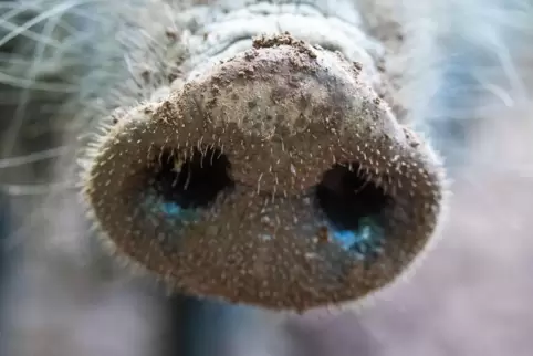 Noch ist die Afrikanische Schweinepest nicht im Kreis Kusel aufgetreten, die Sperrzone 1 befindet sich aber schon in der Nähe.