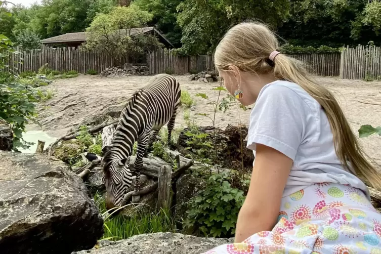 Zum Greifen nah, fast: ein Hartmann-Bergzebra. Von dieser im Südwesten Afrikas beheimateten Tierart hält man in Landau bewusst n