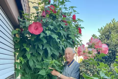 Steht neben seinem rot blühenden, drei Meter hohen Hibiskus: Heinz Piechotta aus Speyer-Nord. 