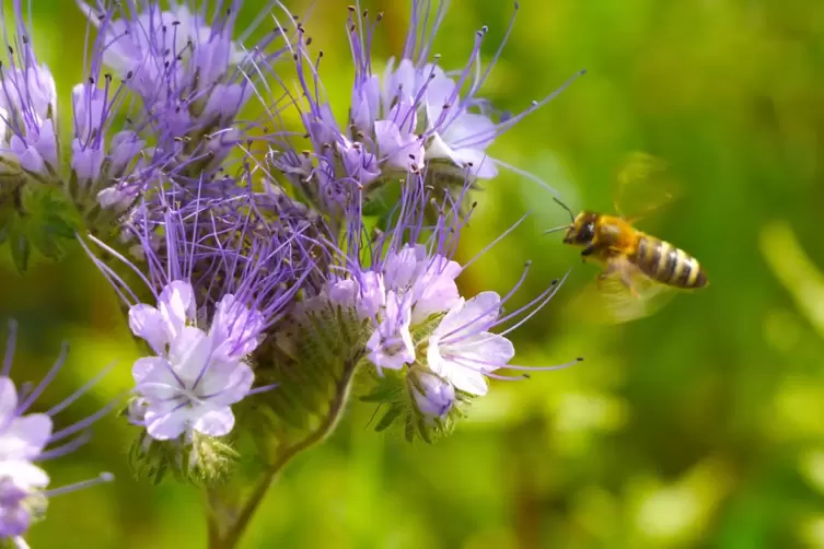 Phacelia, auch Bienenfreund genannt, sieht nicht nur gut aus, sondern ernährt auch Insekten. 