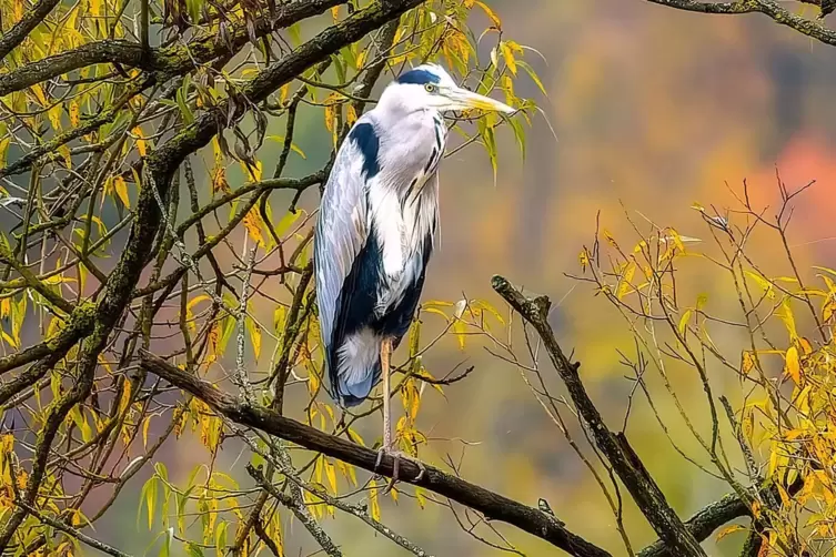 Nach dem Storch ist der Graureiher der zweitgrößte einheimische Vogel. Er wird häufig auch als Fischreiher bezeichnet, obwohl Fi