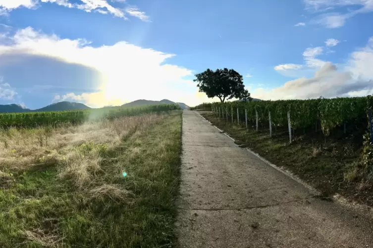 Da lang! Einer der vielen Feldwege, die in der Süd- und der Vorderpfalz aus der Ebene zum Wald führen. Was sich dort verbirgt, w