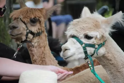 Publikumslieblinge: Alpaka Yuri (links) und sein tierischer Kollege von der Alpaka-Farm in Schönborn