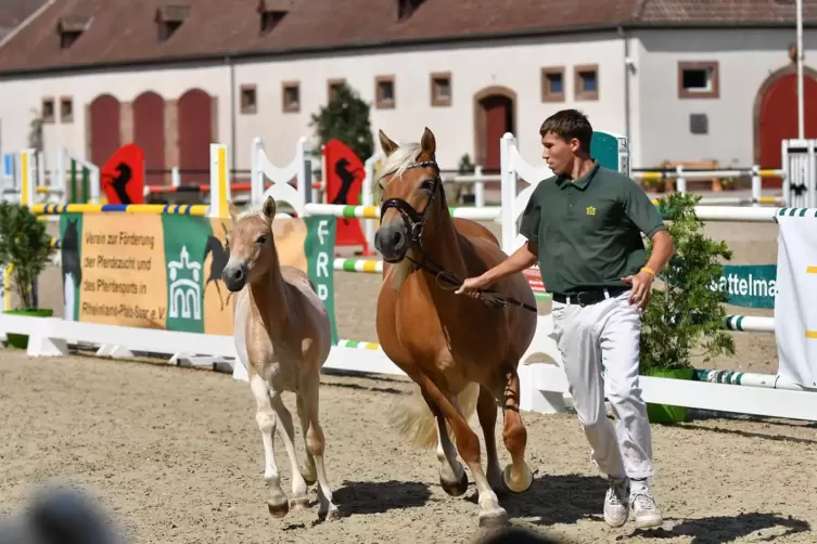 Auch Haflinger-Fohlen werden am Sonntag im Rahmen des Championats präsentiert. 