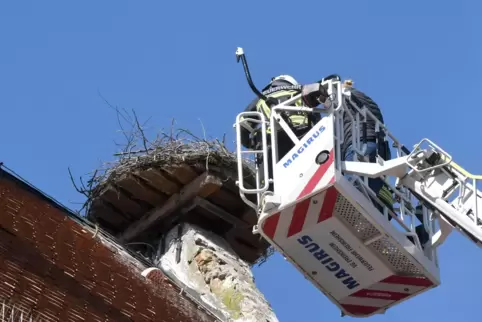 Spektakuläre Aktion: Im April holte die Feuerwehr Storcheneier aus dem Nest in Freinsheim. 