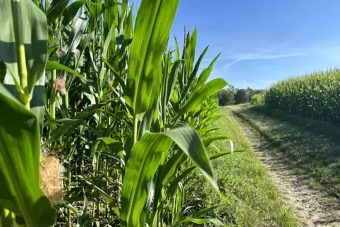 Die hochsommerlichen Temperaturen haben den Mais in den vergangenen Wochen ordentlich wachsen lassen. Auch in dieser Woche wird 