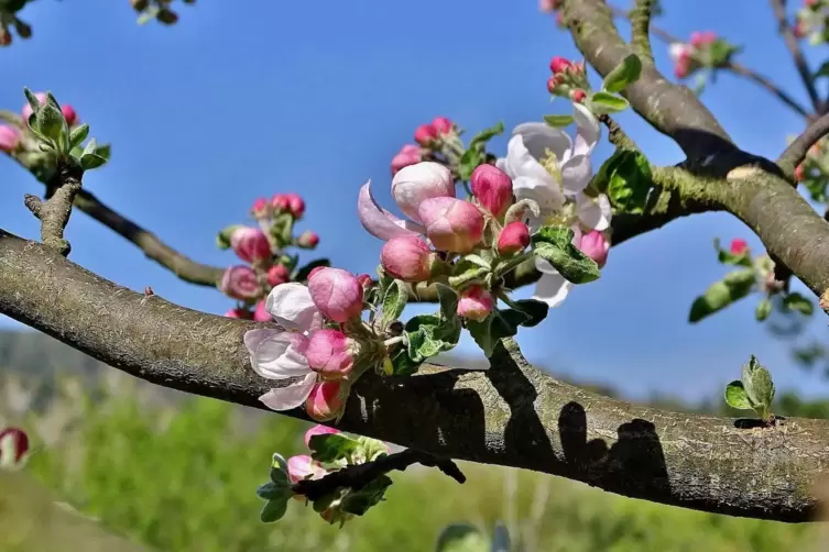 Eine Herrgottsapfel-Blüte im Berntal. 