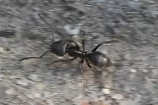 Nur mit dem Makro-Objektiv ist die Ameise der Art Tapinoma magnum richtig einzufangen.