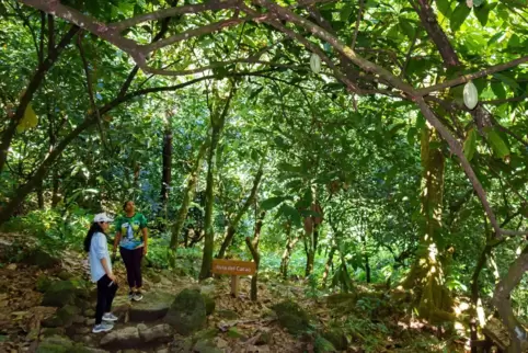 Wanderweg zum Wasserfall im Naturschutzgebiet Saltos del Jima