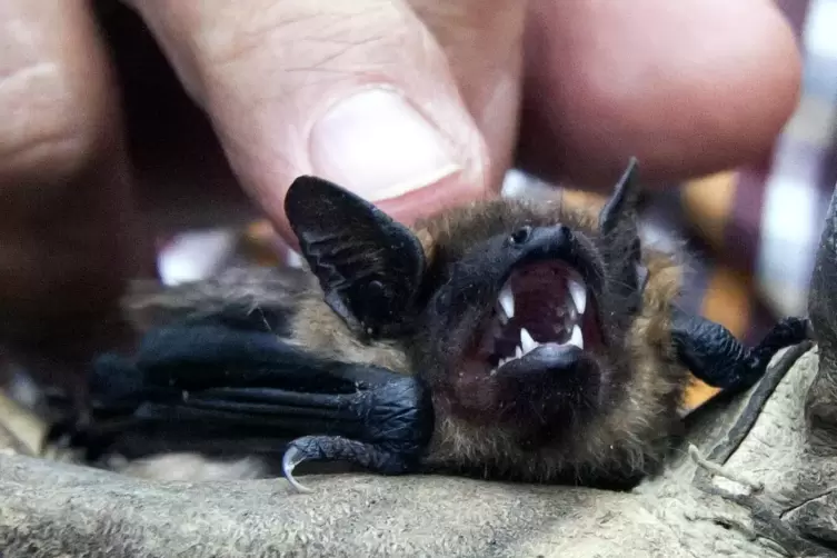 Niedlich, obwohl sie die Beißerchen gebleckt hat: Eine Fledermaus sitzt auf einem Handschuh. 