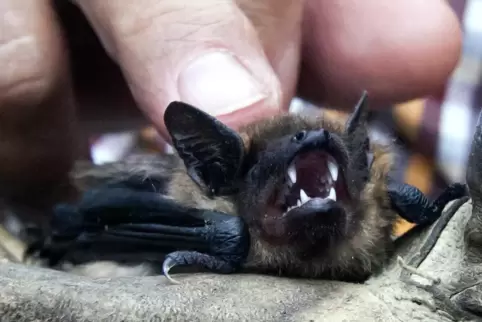 Niedlich, obwohl sie die Beißerchen gebleckt hat: Eine Fledermaus sitzt auf einem Handschuh. 