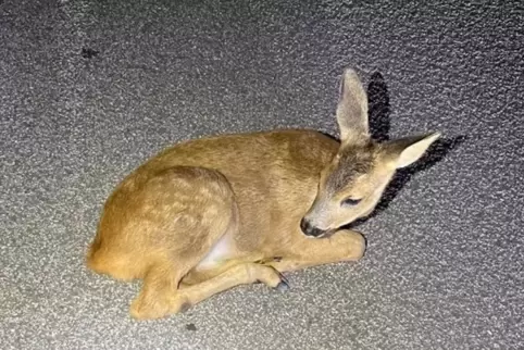 Schlafendes Rehkitz von A61 in Hessen gerettet