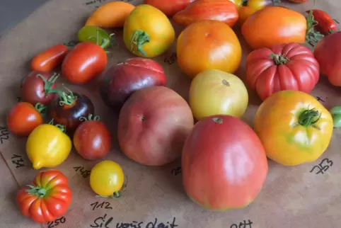 Bunte Tomatenvielfalt auf dem Pfälzer Gartenmarkt. 