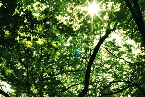 Die Schutzhütte Speierheld hat ihren Namen von der Speyerhalde, einer Waldschneise, die den Speyerer Haagwald abgrenzt. 