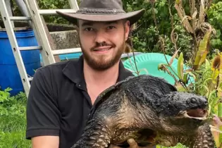 Die Schnappschildkröte sucht noch ein neues Zuhause.