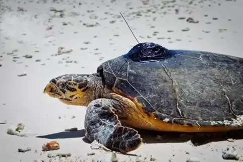 An ihren Ei-Ablage-Stränden im Indischen Ozean wurden Echten Karettschildkröten kleine Messgeräte auf den Rückenpanzer geklebt, 