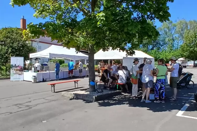 Begehrter Schatten: Kindenheimer Käskuchen-Wandertag 2024. 