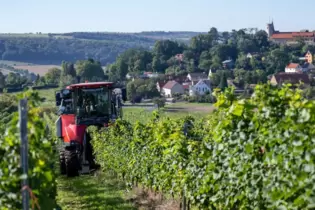 Start der Federweißen-Lese in Freyburg-Unstrut