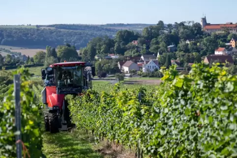 Start der Federweißen-Lese in Freyburg-Unstrut