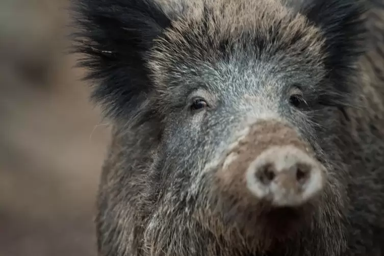 Eines der Wildschweine wurde vom Auto erfasst. 