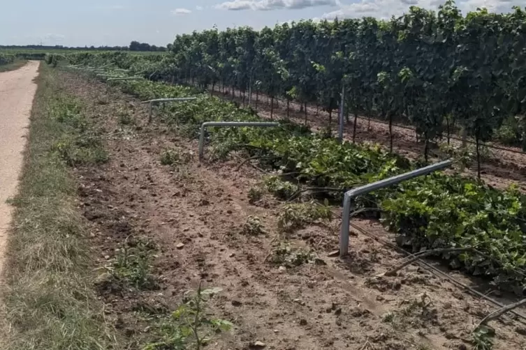 Umgemäht: Rebzeile von Winzer Ingo Hofen, der für die Weinbietmanufaktur in Mußbach anbaut. 